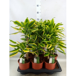 Dracaena frag. 'Golden King'