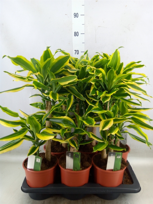 <h4>Dracaena frag. 'Golden King'</h4>