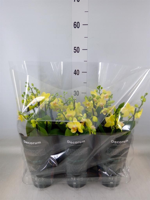 <h4>Phalaenopsis multi. 'Ant Albenga'</h4>