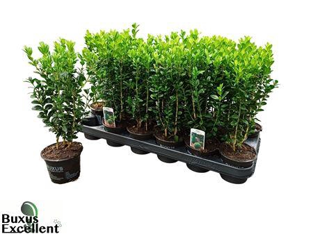 <h4>Buxu Sempervirens</h4>