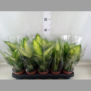 Dieffenbachia  'Camilla'