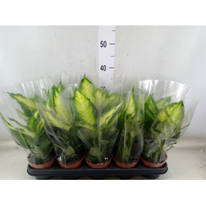 Dieffenbachia  'Camilla'
