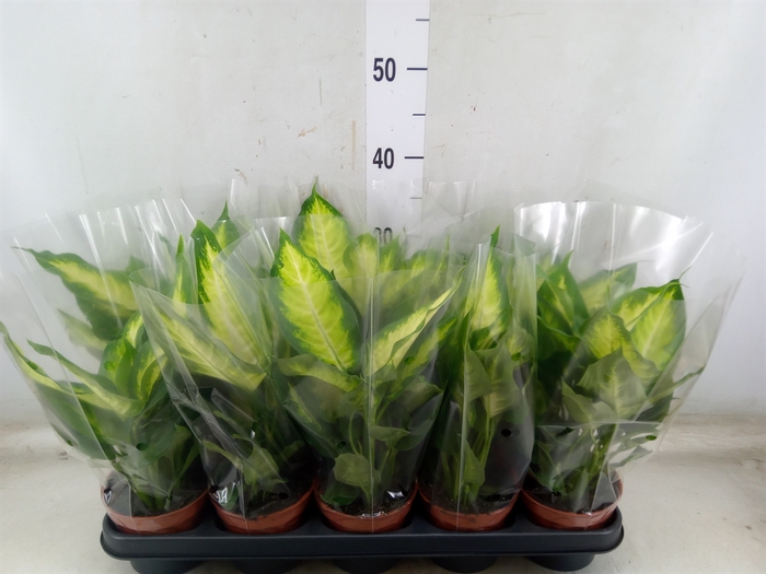 <h4>Dieffenbachia  'Camilla'</h4>