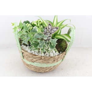 arr2 PL - Mand rond oren groen 285/5