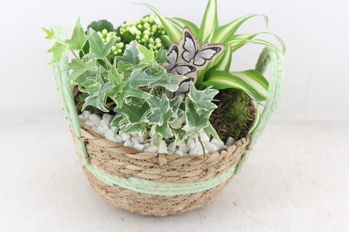 <h4>arr2 PL - Mand rond oren groen 285/5</h4>