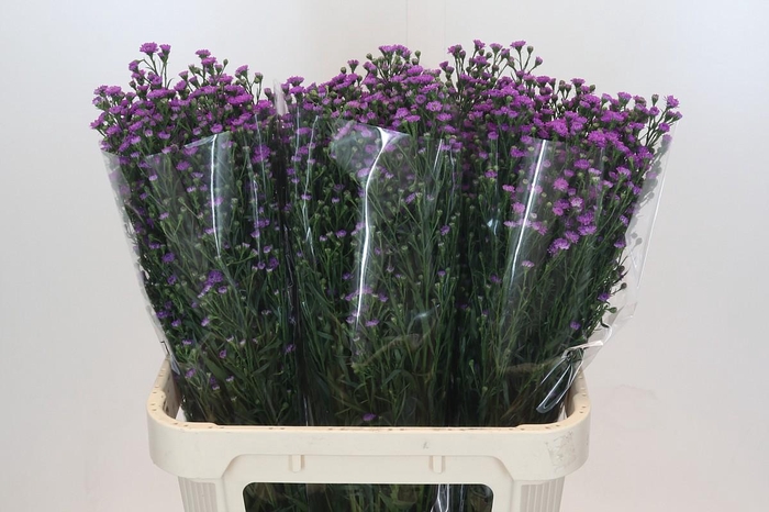 <h4>Aster Baby Pink</h4>