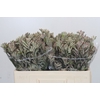 Anigozanthos Cape Gray Moss