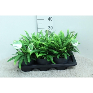 Blechnum spicant