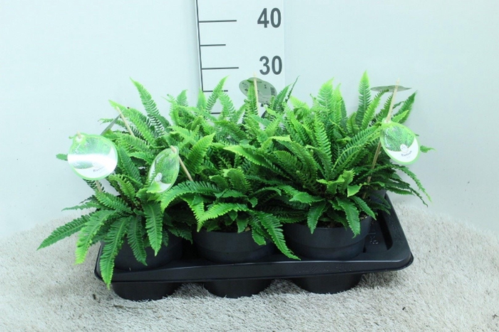 <h4>Blechnum spicant</h4>