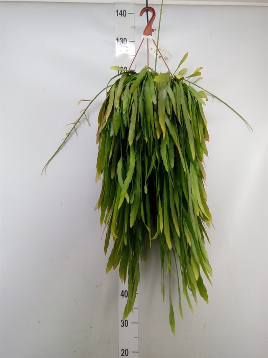 <h4>Pseudorhipsalis ramulosa</h4>