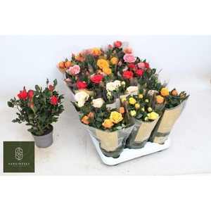 Ro Kordan Grande Gem