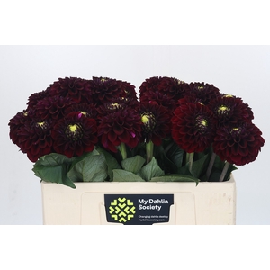 Dahlia Black Fox