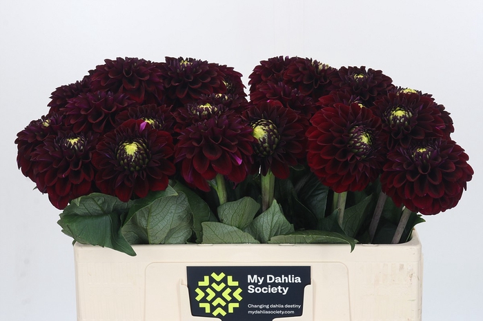 Dahlia Black Fox