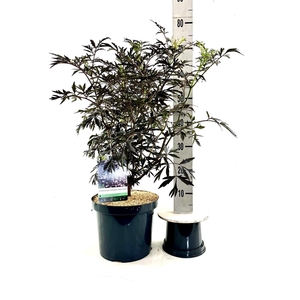 Sambucus nigra 'Black Lace'