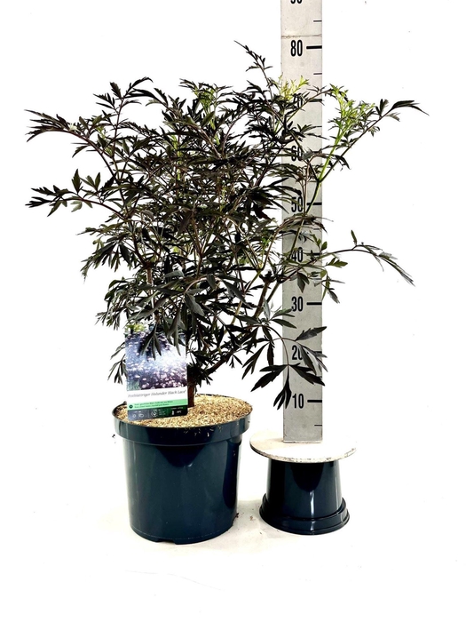 <h4>Sambucus nigra 'Black Lace'</h4>