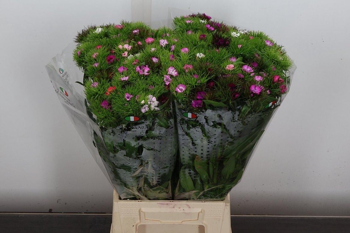 <h4>Di Barb Mixed</h4>