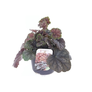 Heuchera amer. Marvelous Marble