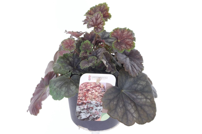 <h4>Heuchera amer. Marvelous Marble</h4>