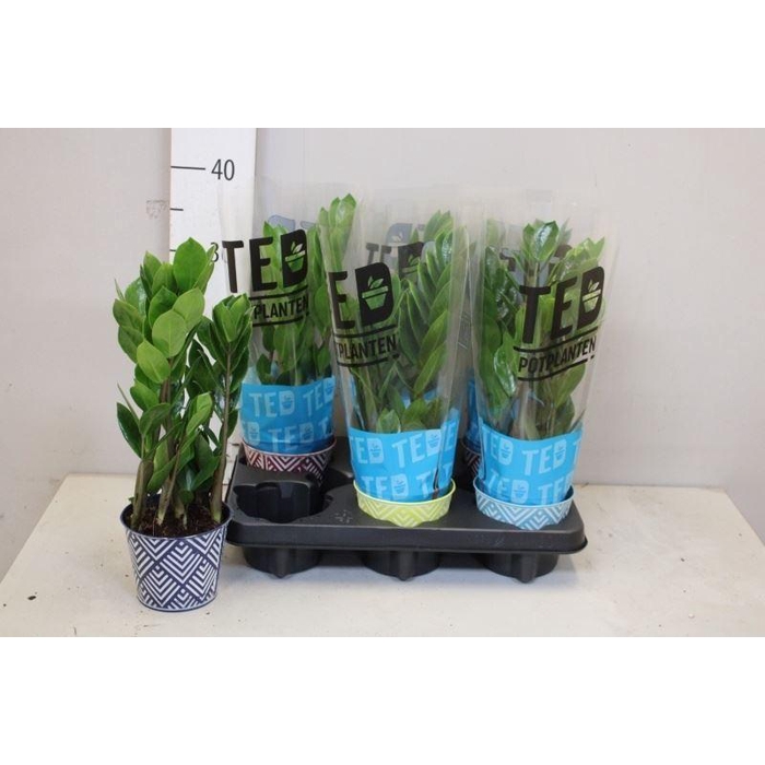 <h4>Zamioculcas zamiifolia</h4>