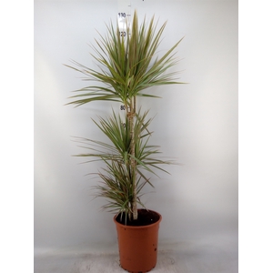Dracaena marg. 'Bicolor'