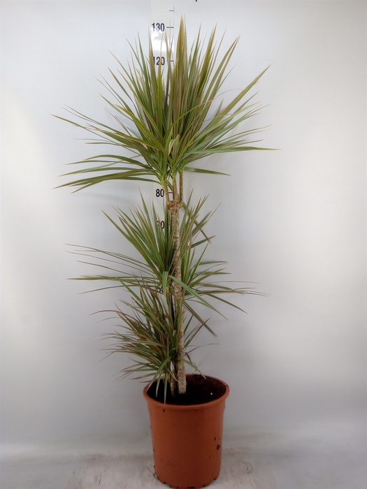 <h4>Dracaena marg. 'Bicolor'</h4>