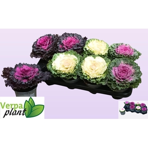 BRASSICA (SIERKOOL)