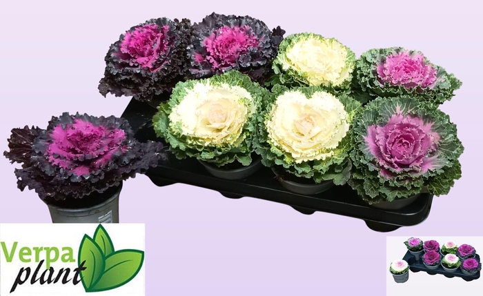 <h4>BRASSICA (SIERKOOL)</h4>