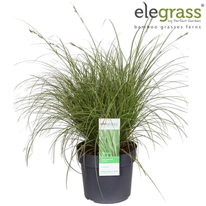 Carex brunnea 'Variegata' P19