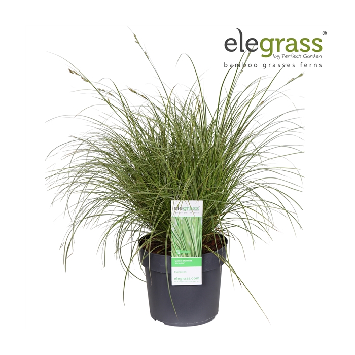 <h4>Carex brunnea 'Variegata' P19</h4>