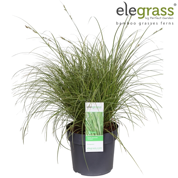 <h4>Carex brunnea 'Variegata' P19</h4>