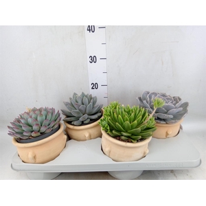 Echeveria   ...mix