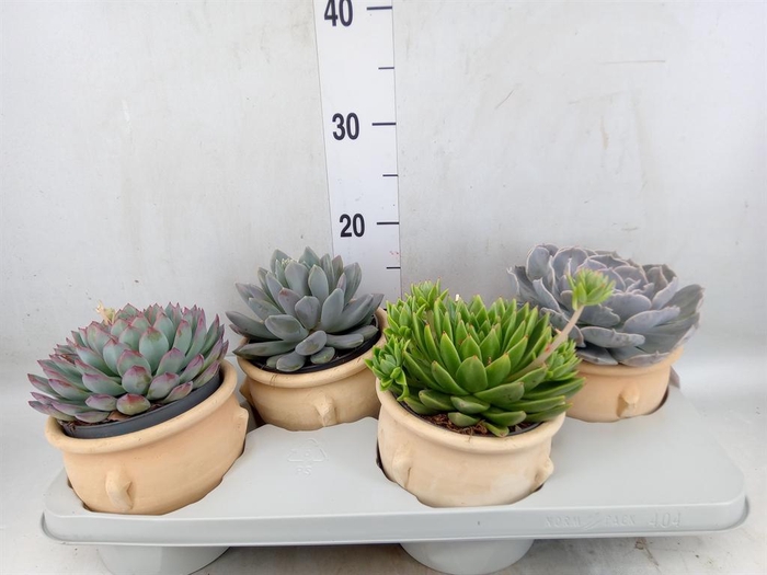 <h4>Echeveria   ...mix</h4>