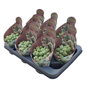 PUNA INCAHUASI - POT Ø 10,5 - COLLECTION WITH POTCOVER (CACTUS)