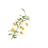 Sandersonia Yellow