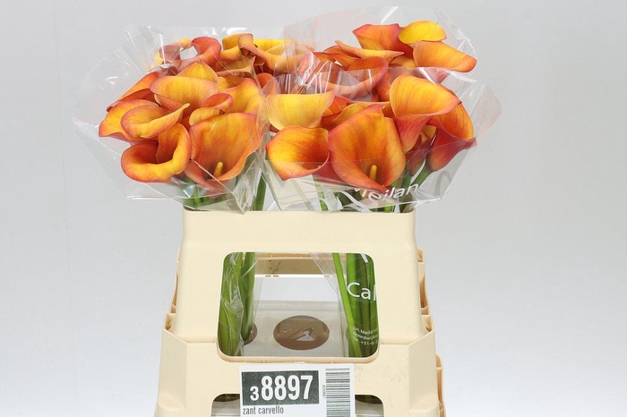 <h4>Zant Carvello</h4>