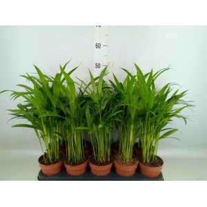 Dypsis lutescens   ...Chrysalidoca