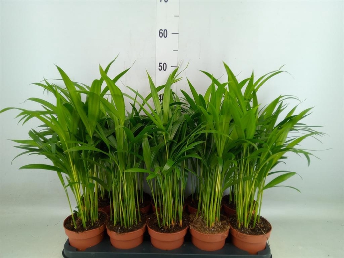 Dypsis lutescens   ...Chrysalidoca