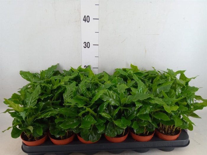 <h4>Coffea arabica</h4>