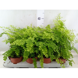 Adiantum raddi. 'Fragrans'