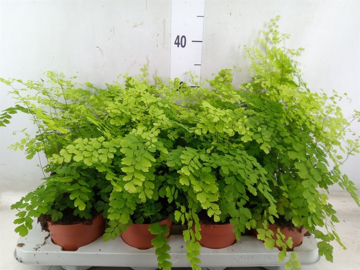 <h4>Adiantum raddi. 'Fragrans'</h4>