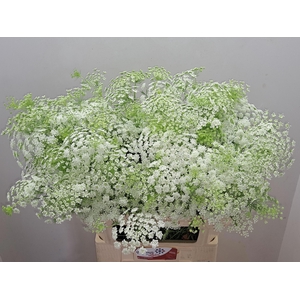 AMMI MAJUS