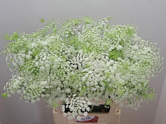 <h4>AMMI MAJUS</h4>