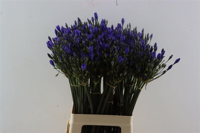 <h4>Trit Blues</h4>