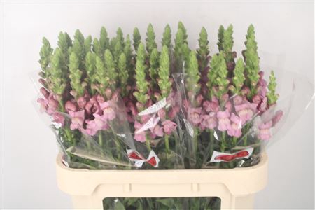 <h4>Antirrhinum Nl. Lavendel Potomac</h4>
