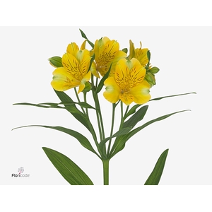 Alstroemeria Gold