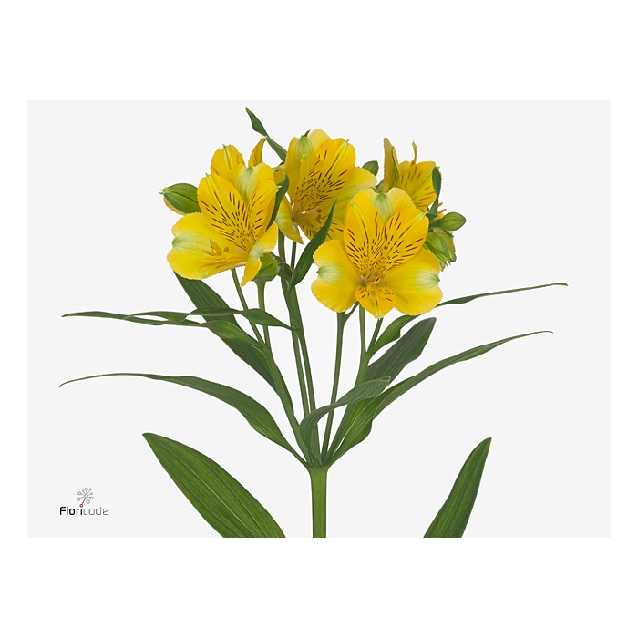 <h4>Alstroemeria Gold</h4>