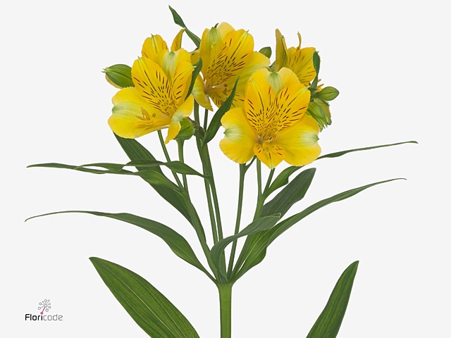 Alstroemeria Gold