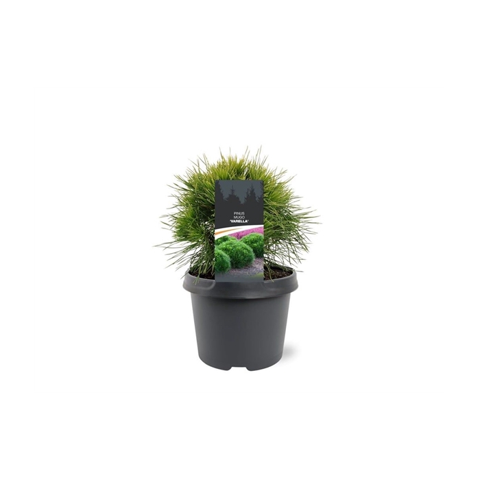 <h4>Pinus mugo 'Varella'</h4>