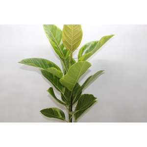 FICUS ALTISSIMA P17