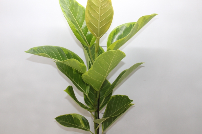 <h4>FICUS ALTISSIMA P17</h4>